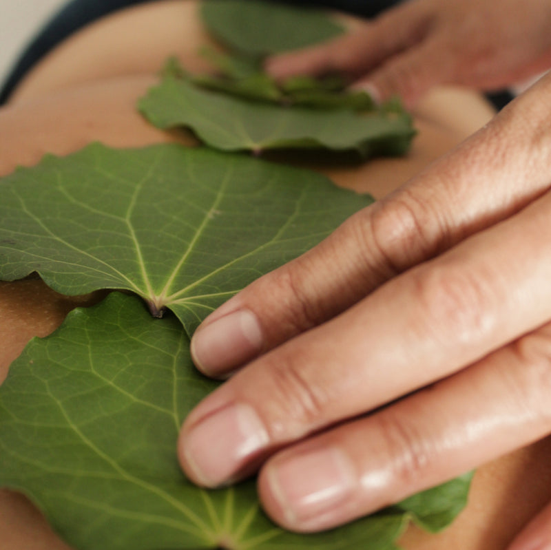 Close-up of hands holding green kawkawa leaves