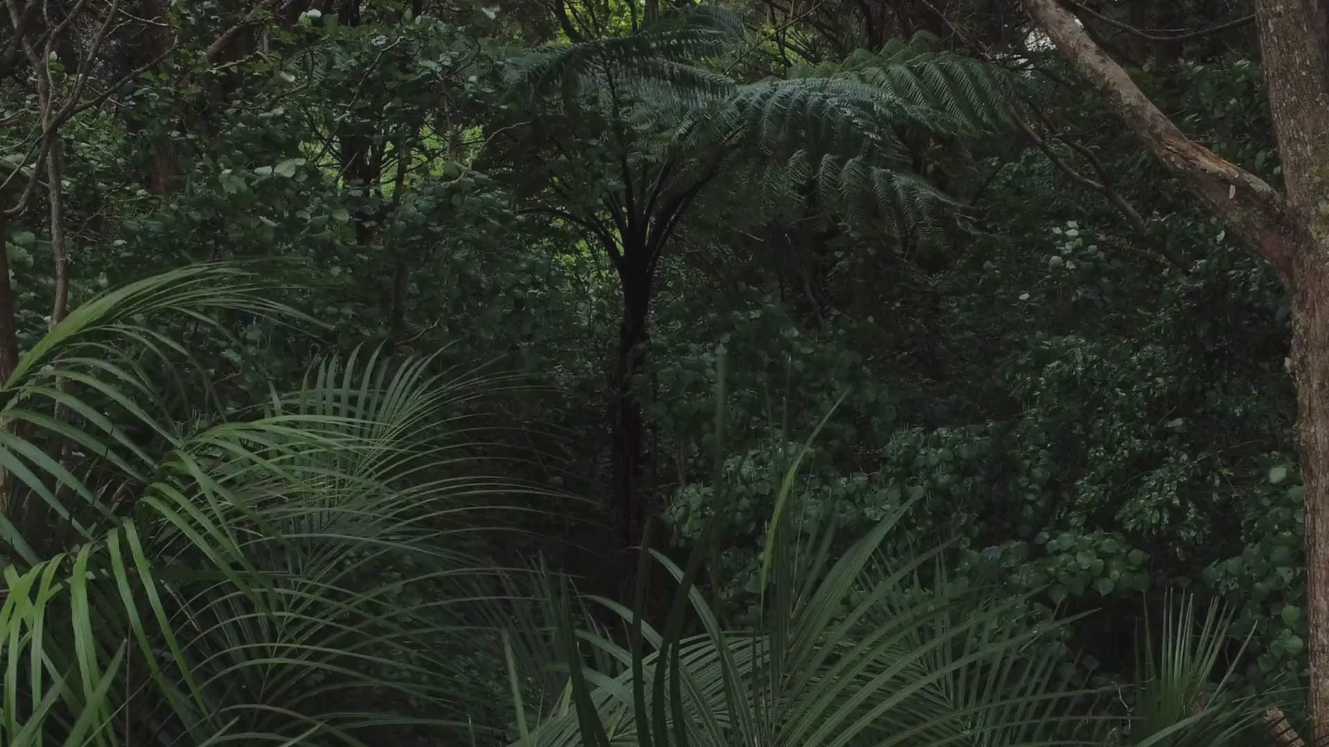native forest moving with the wind