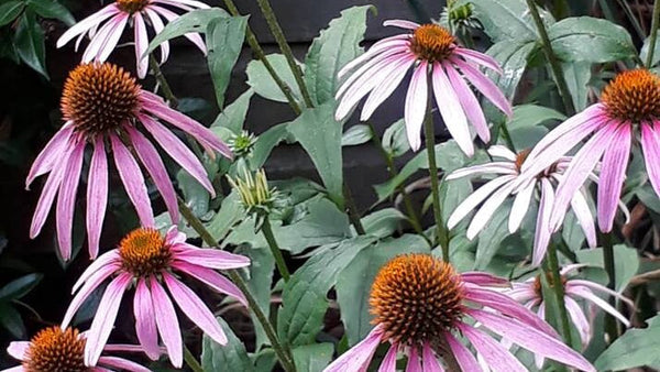 Rongoā Guide to Echinacea