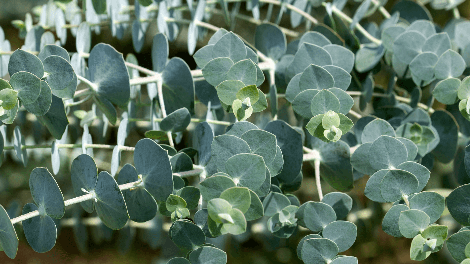 Rongoā Guide to Eucalyptus