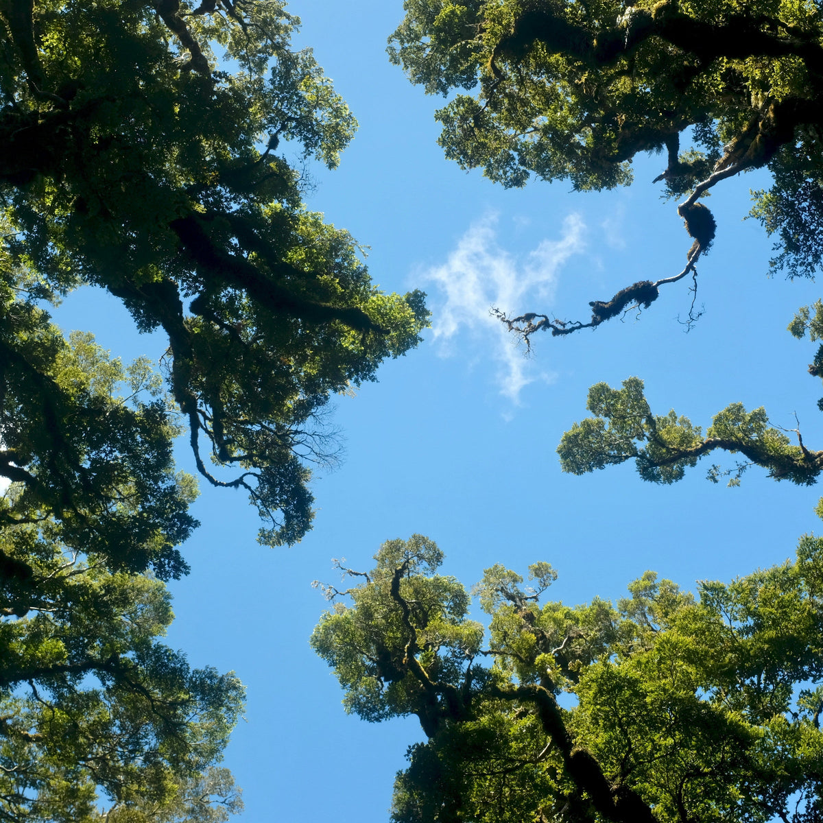 Te Ora o te Ngahere: Guardianship through Kaitiakitanga