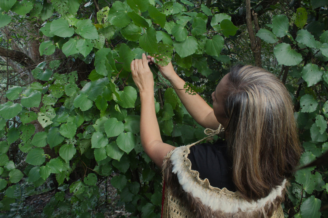 The Sacred Leaves of Aotearoa: A History of Kawakawa and the Māori People