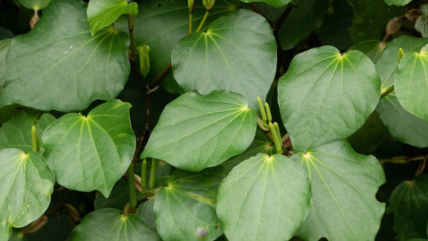 "Lush heart-shaped Kawakawa leaves in the New Zealand bush - The source of House of Rehua natural skincare."