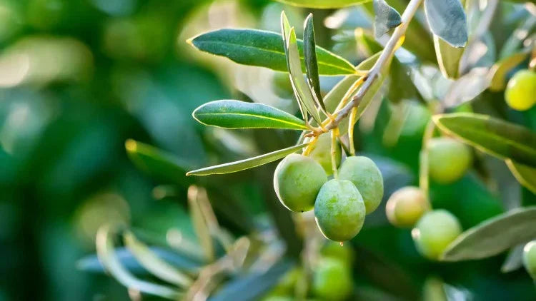 Rongoā Guide to Olive Squalane