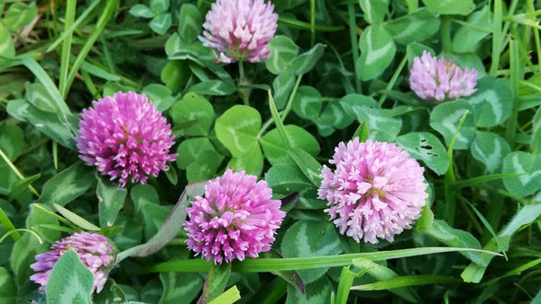 Rongoā Guide to Red Clover