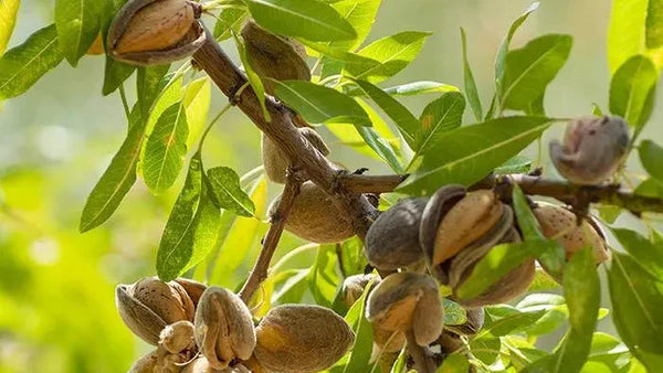 Rongoā Guide to Sweet Almond Oil
