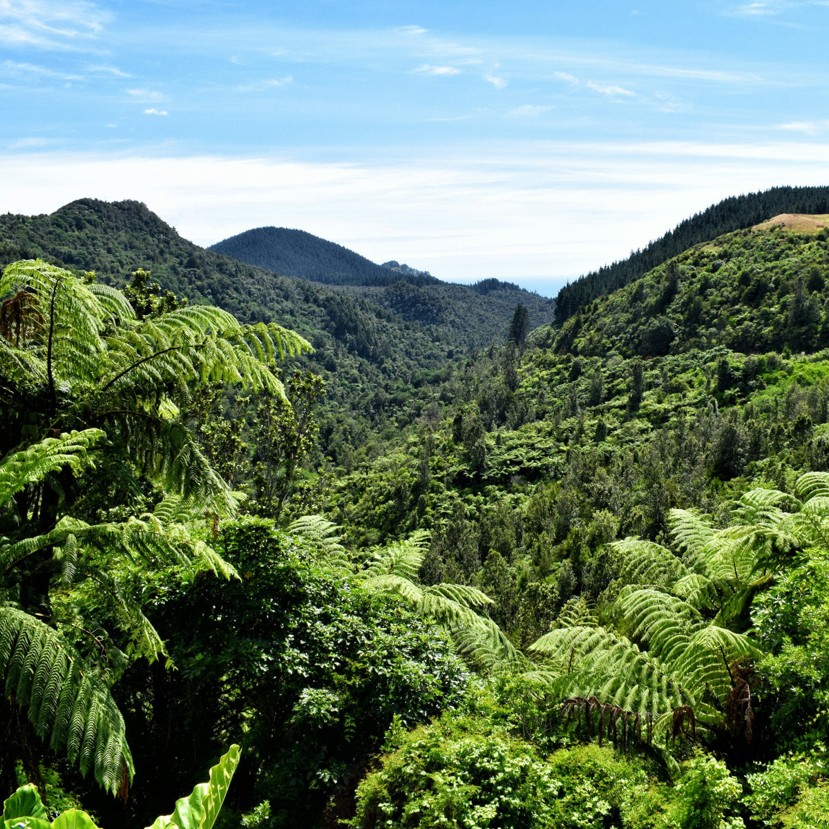 Tikanga in Harvesting Rongoā Māori