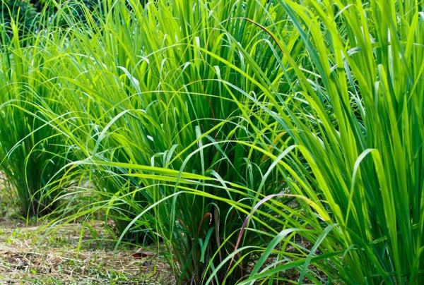 Rongoa Guide to Lemongrass