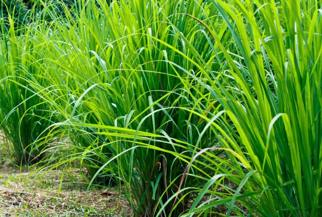 Lemongrass