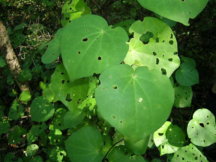 Close-up of green leaves with holes in a forest setting