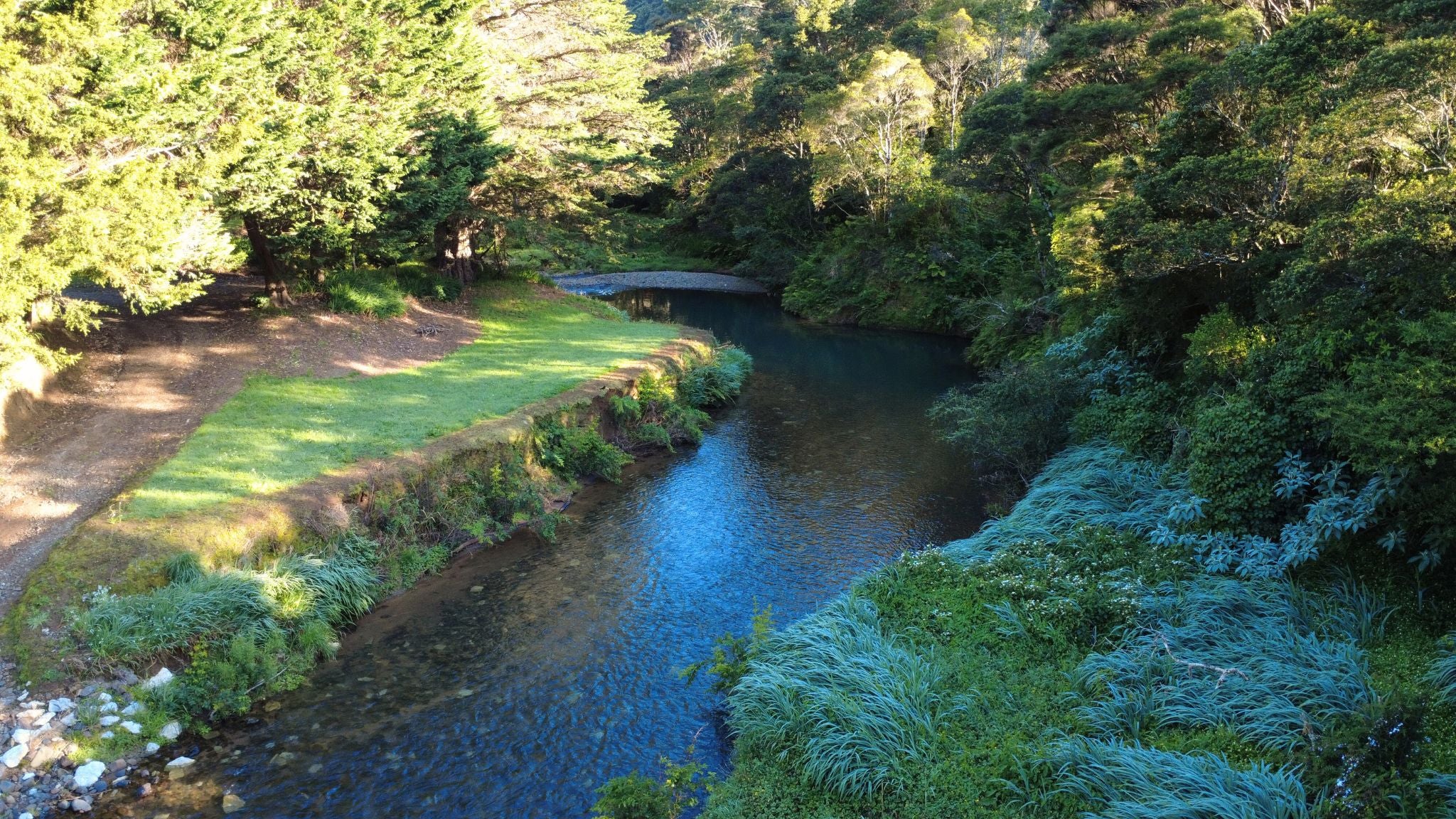 Stream flowing through a lush green forest
