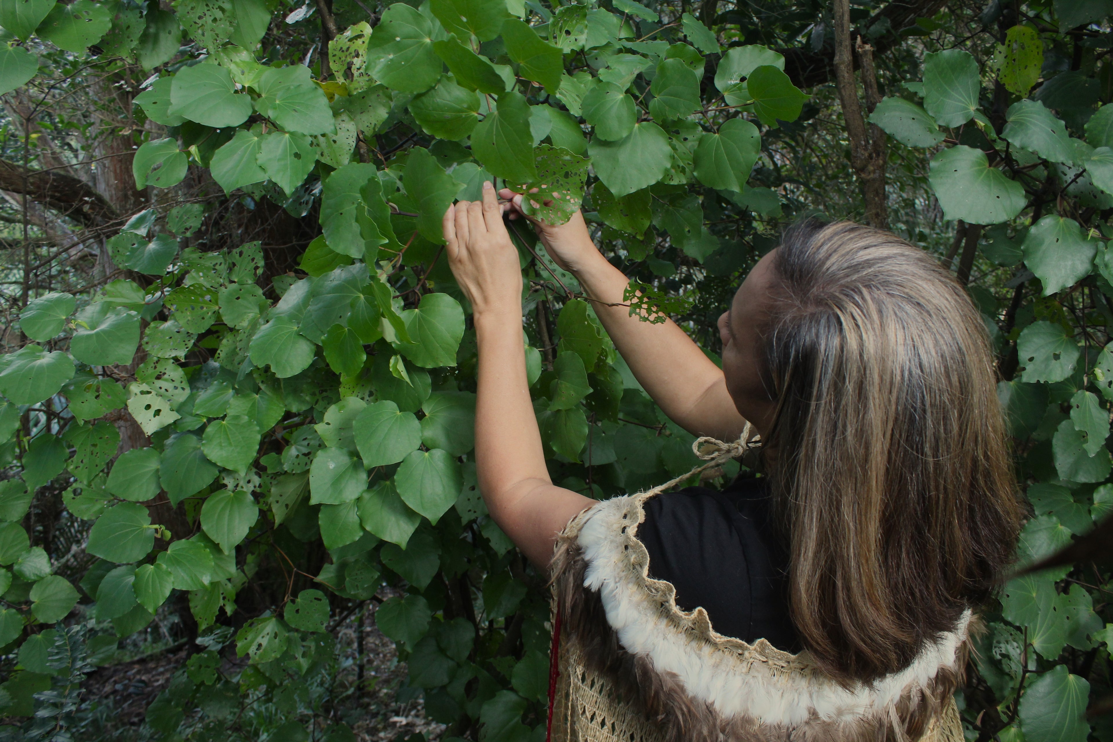 house of rehua founder picking kawakawa leaves to make rongoā