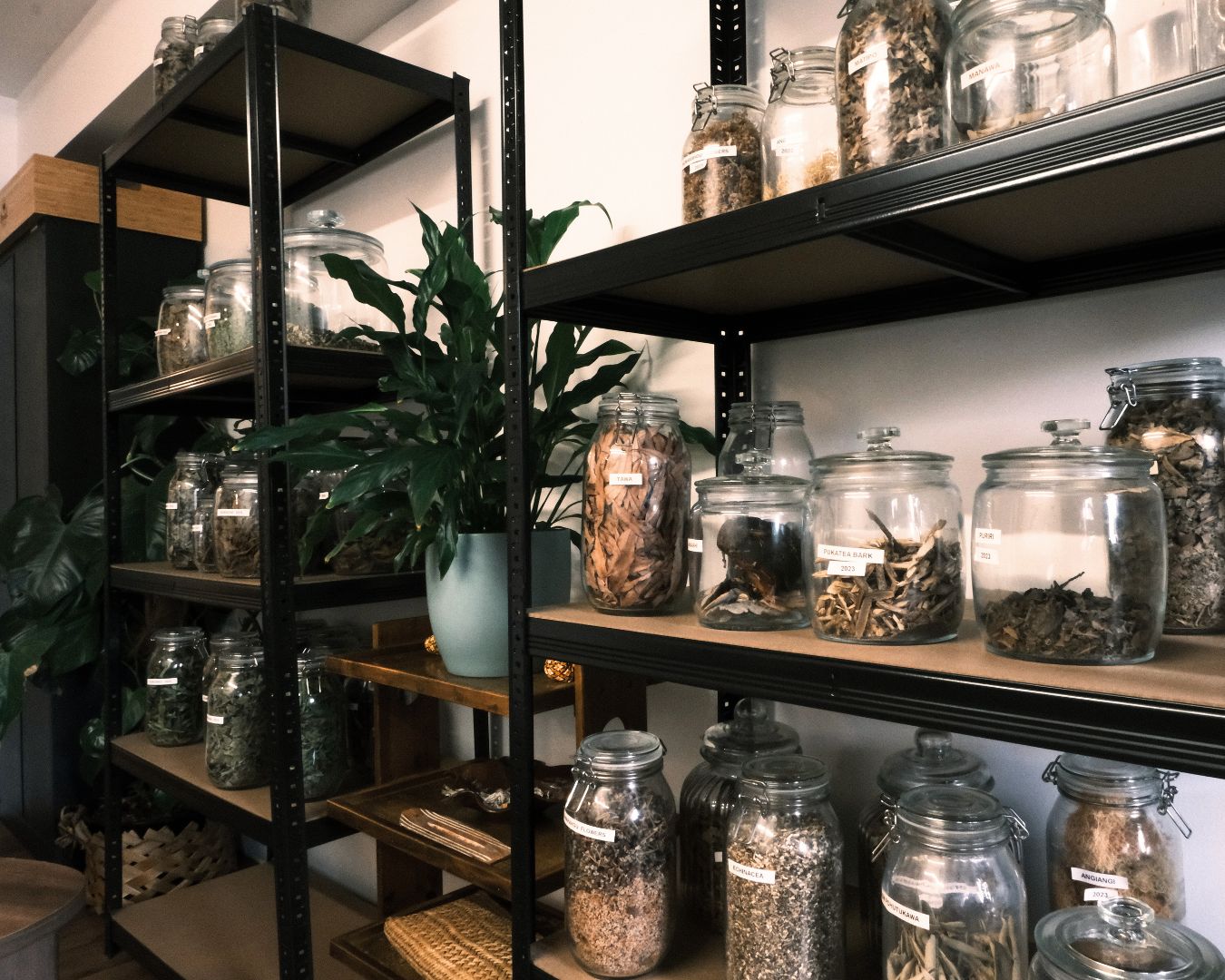 Shelves with glass jars containing herbs and plants in a room setting.