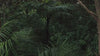 native forest moving with the wind