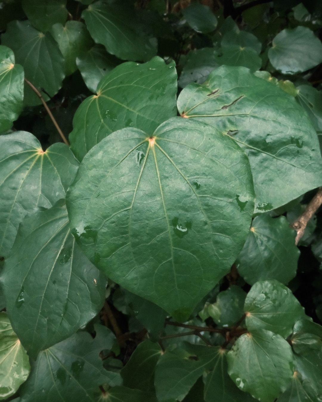 Close-up of green leaves with water droplets in a forest setting
