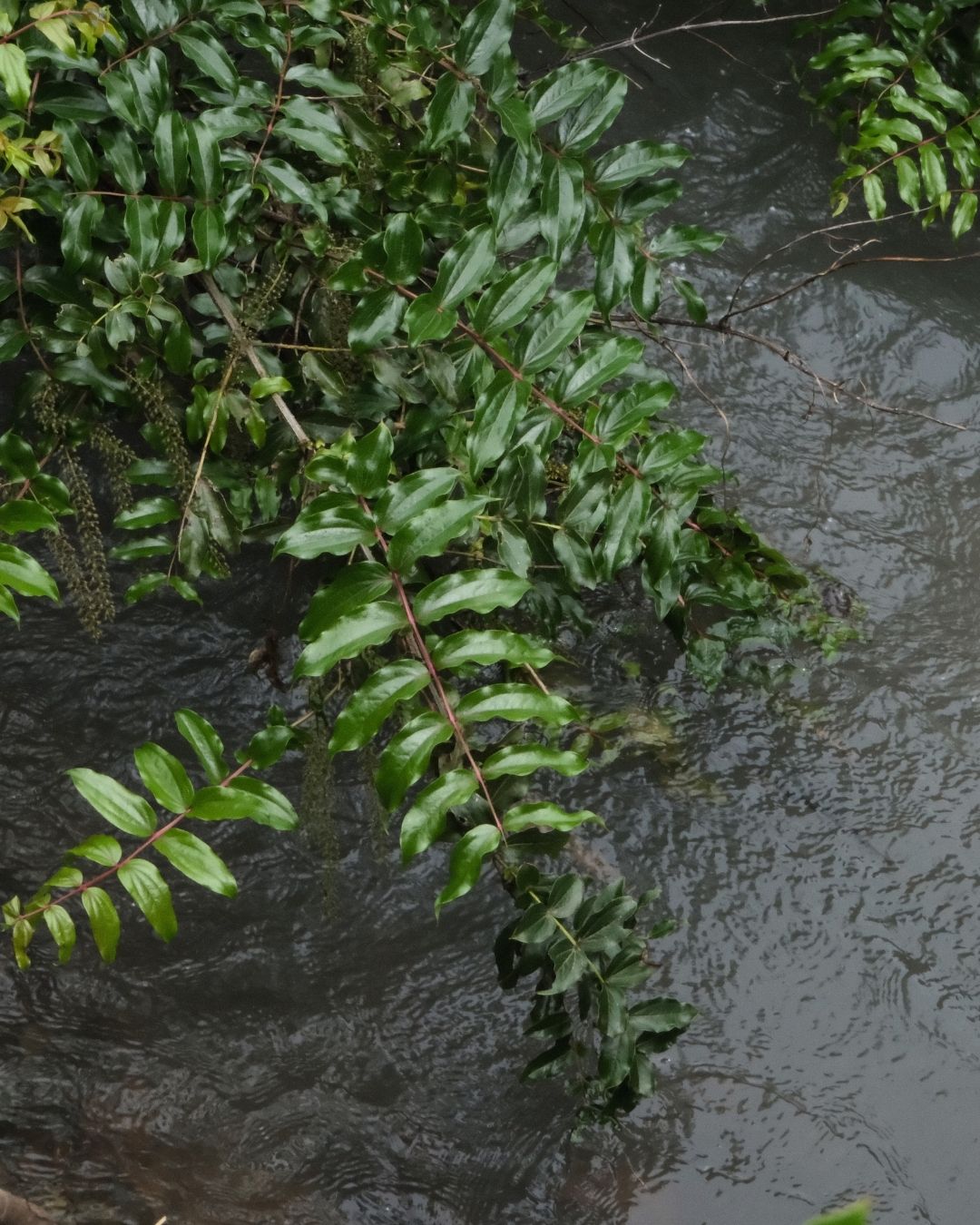 Green leaves with a blurred water background